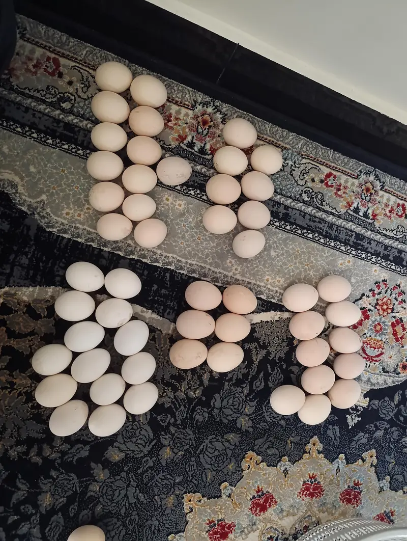home breed new fertile eggs available Aseel mianwali australorp misri