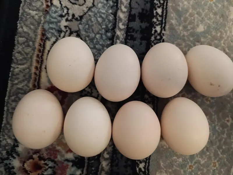 home breed new fertile eggs available Aseel mianwali australorp misri — photo 3