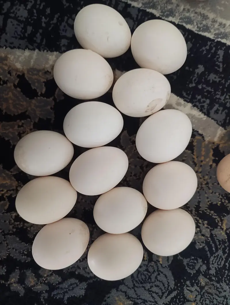 home breed new fertile eggs available Aseel mianwali australorp misri — photo 4