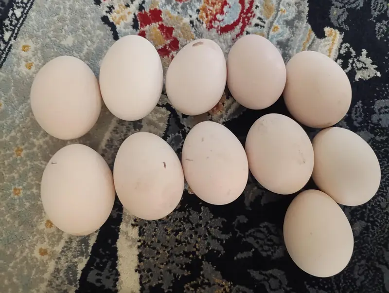 home breed new fertile eggs available Aseel mianwali australorp misri — photo 5