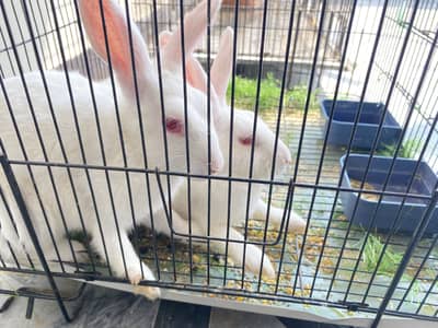 Breeder Rabbit