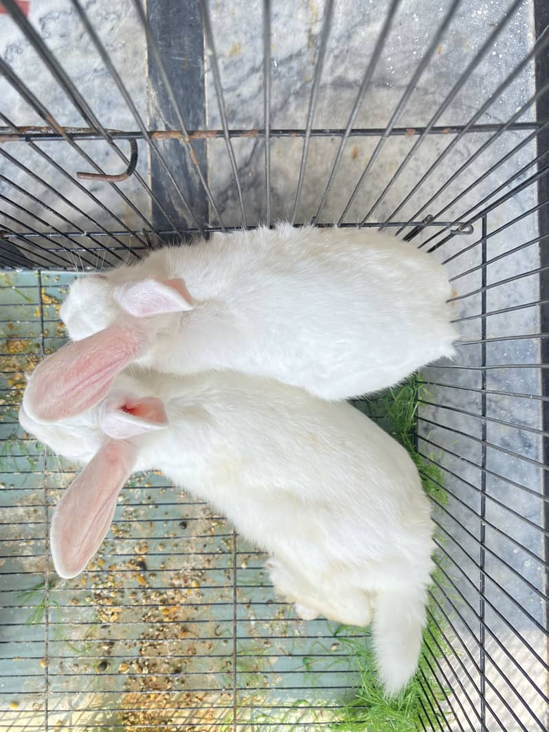 Breeder Rabbit 1