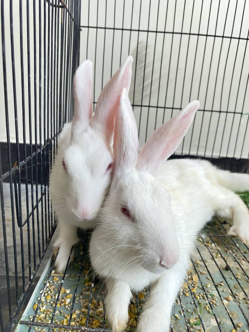 Breeder Rabbit 2