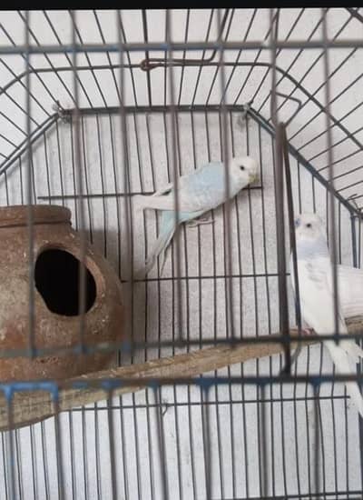 Australian parrots light sky Blue pair