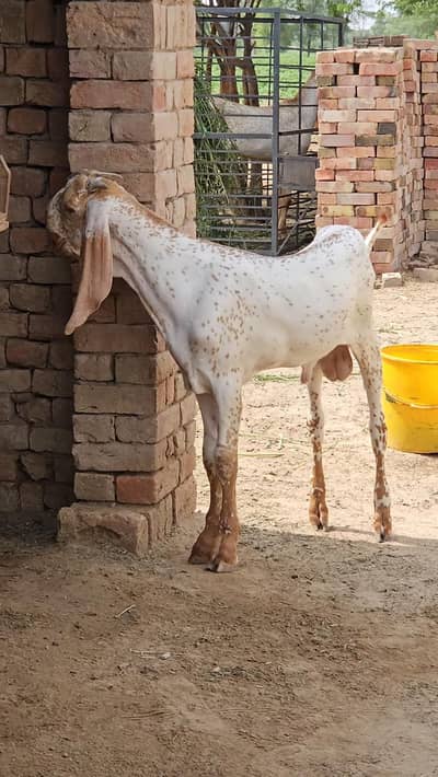 Makkah chini Bakra = 03218617598