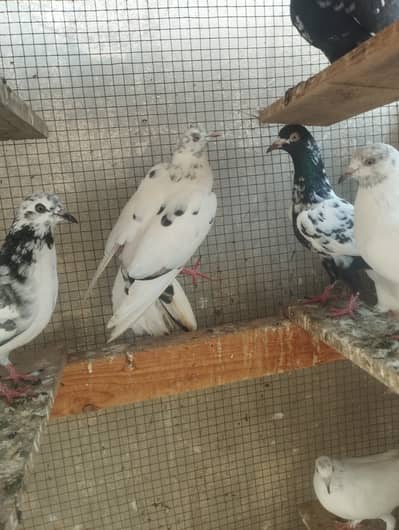 Kabli, Patiwale & Fancy