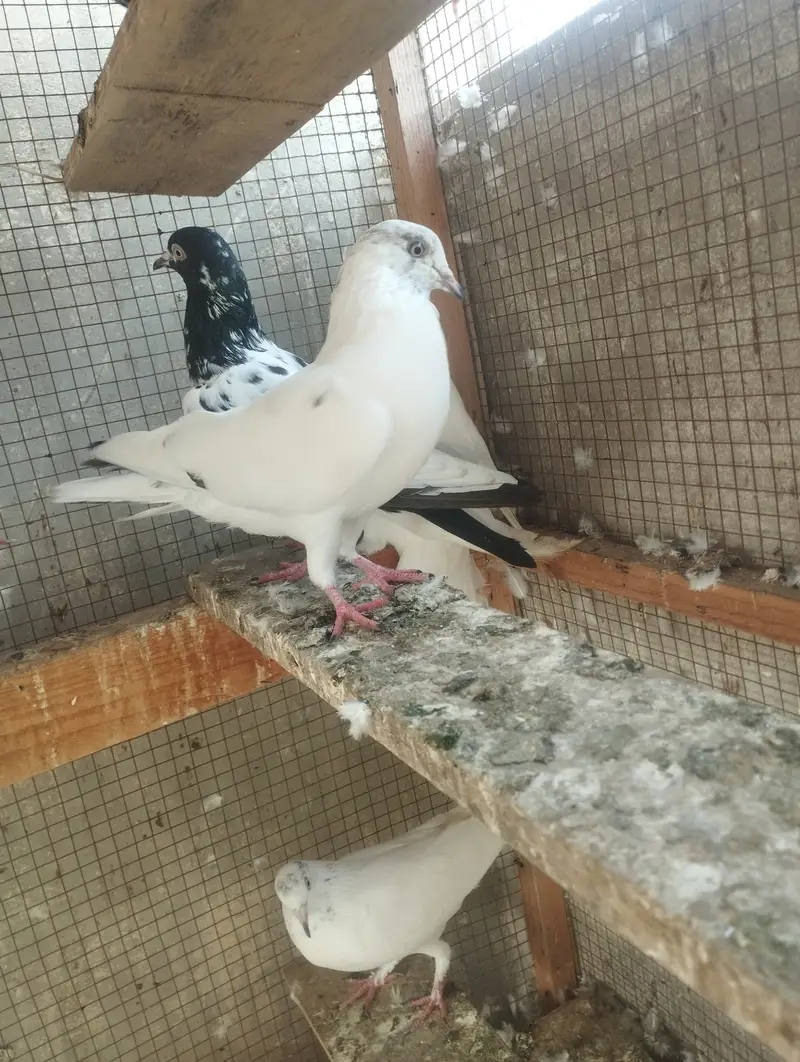 Kabli, Patiwale & Fancy — photo 2