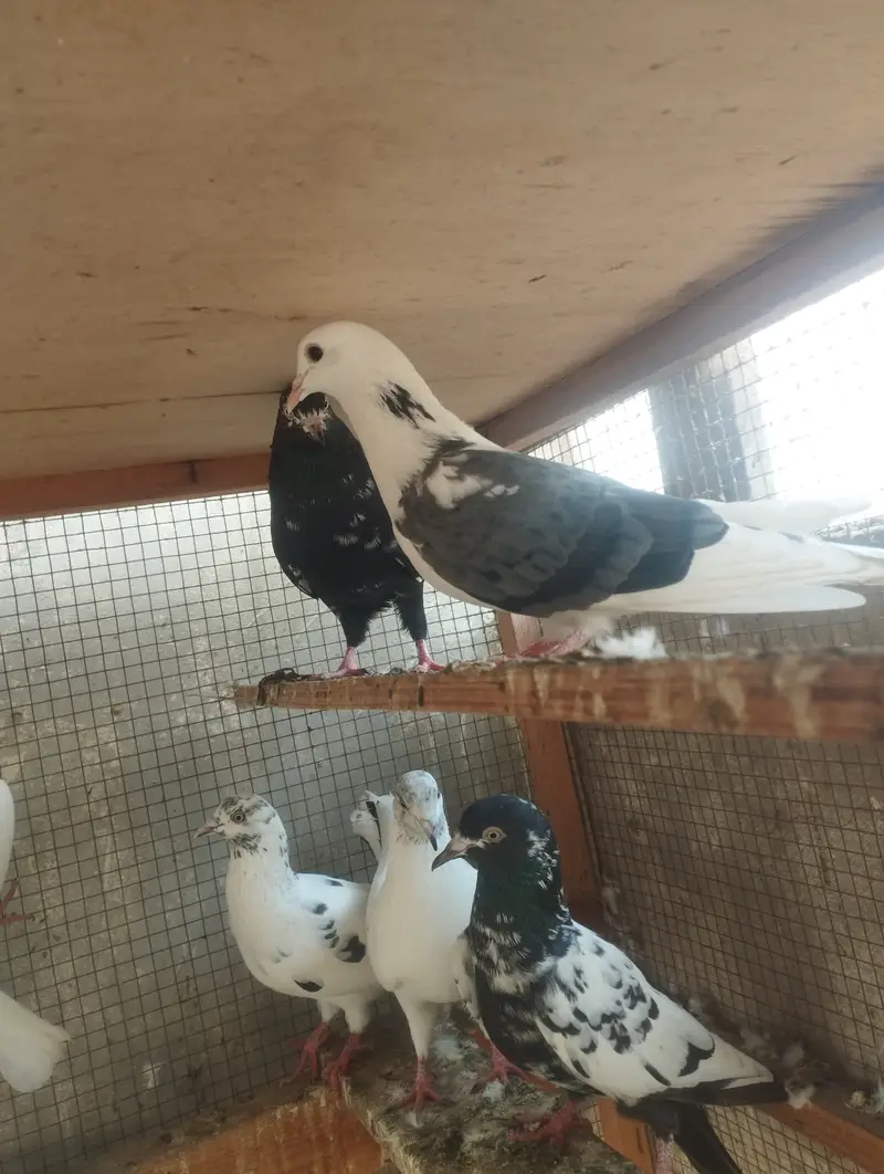 Kabli, Patiwale & Fancy — photo 3