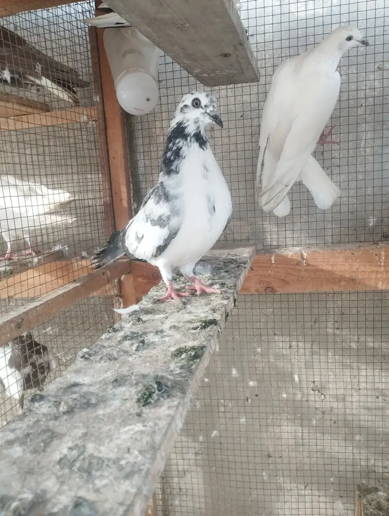 Kabli, Patiwale & Fancy — photo 4