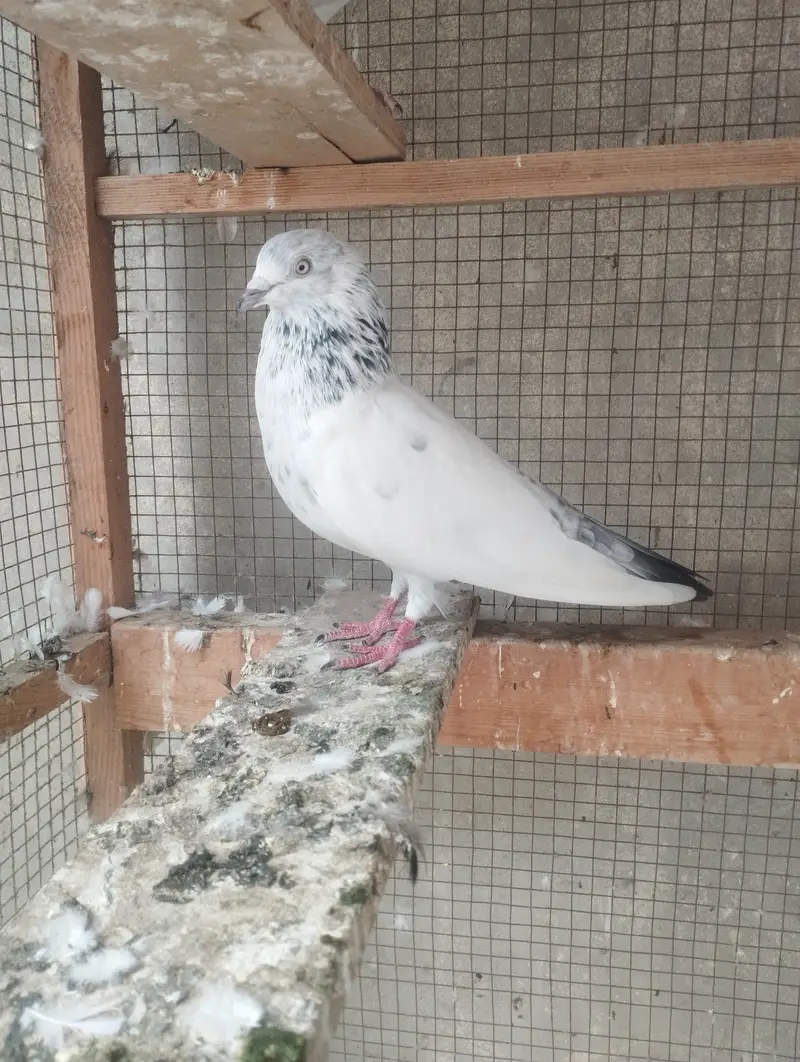 Kabli, Patiwale & Fancy — photo 6