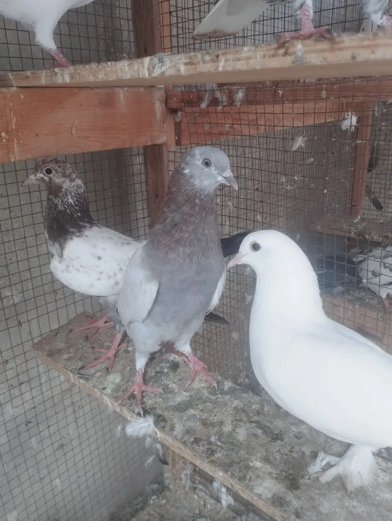 Kabli, Patiwale & Fancy — photo 8