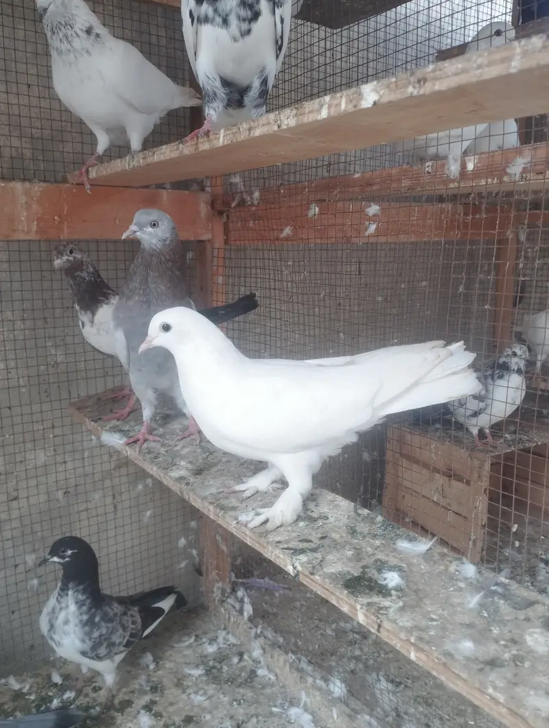 Kabli, Patiwale & Fancy — photo 9