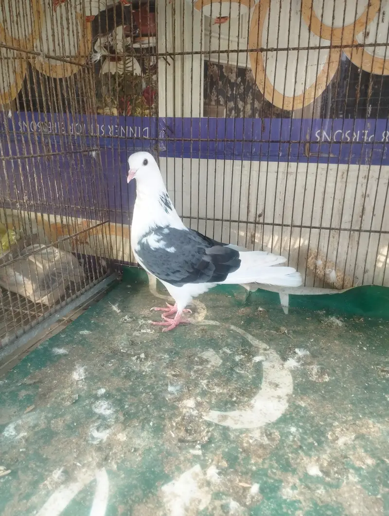 Kabli, Patiwale & Fancy — photo 10