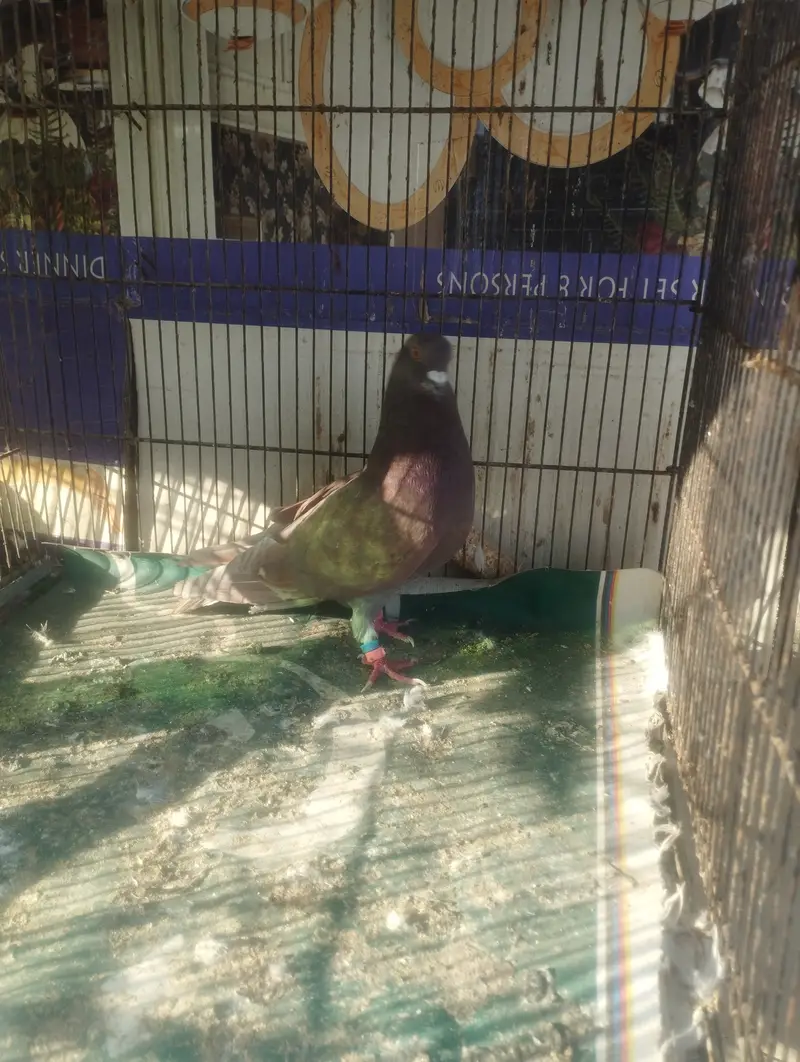 Kabli, Patiwale & Fancy — photo 11