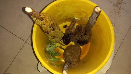 Fresh Honey comb small bee with tree branch