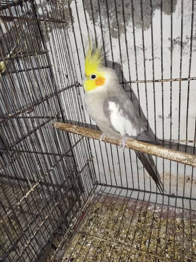 Breeder Male Cocktail + Semi Tamed Cocktails + Breeder Charcoal Pair