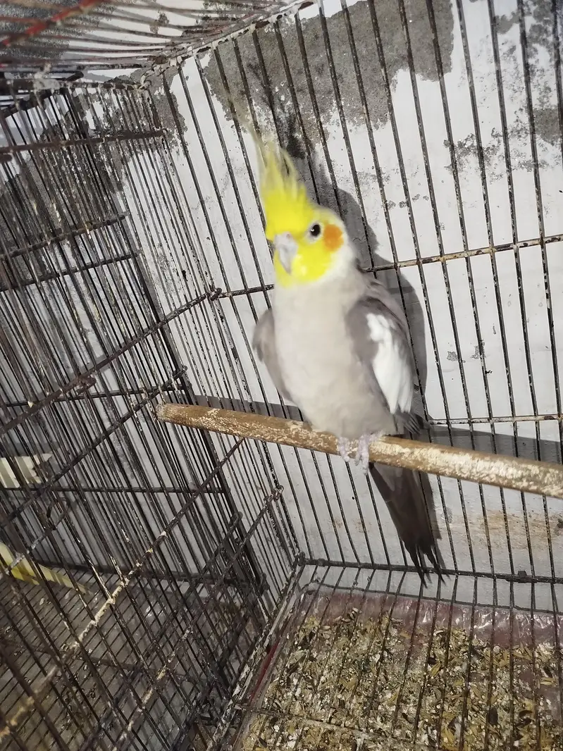 Breeder Male Cocktail + Semi Tamed Cocktails + Breeder Charcoal Pair — photo 2
