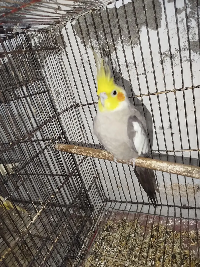 Breeder Male Cocktail + Semi Tamed Cocktails + Breeder Charcoal Pair — photo 3