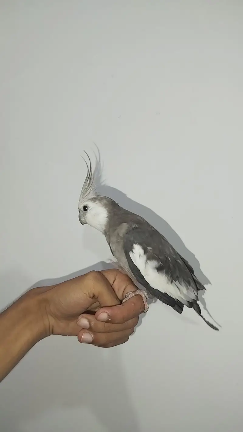 Breeder Male Cocktail + Semi Tamed Cocktails + Breeder Charcoal Pair — photo 12