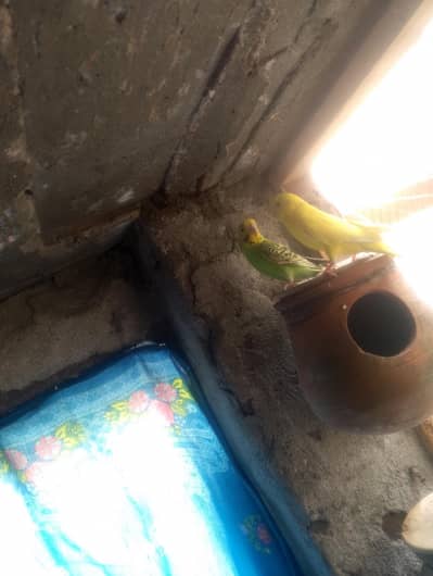 budgies pair