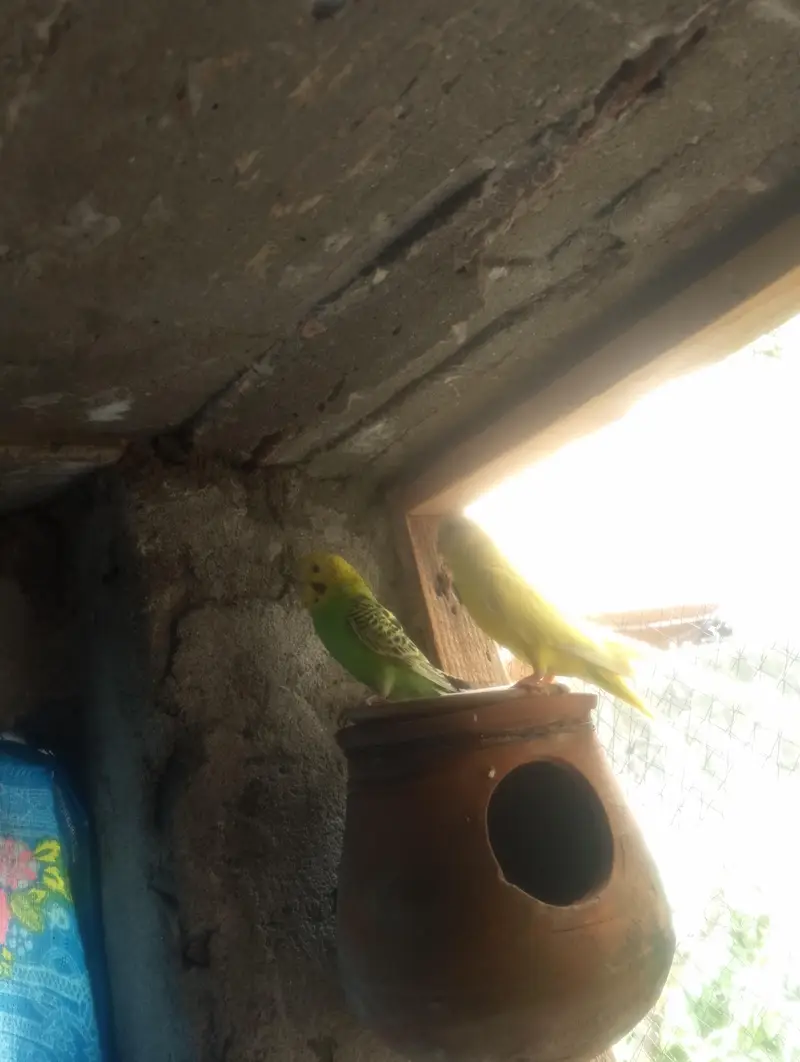 budgies pair — photo 2