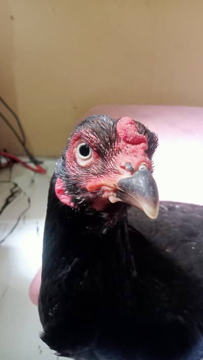eeg laying hen