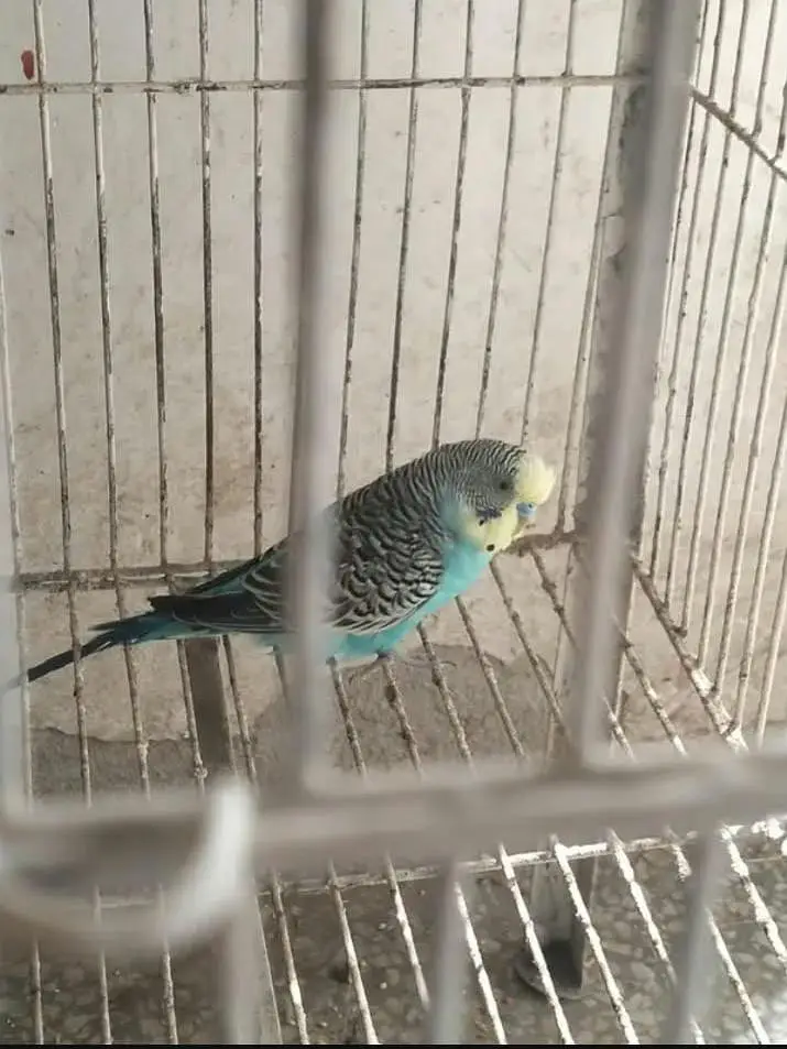 2 budgies male available for sale — photo 2
