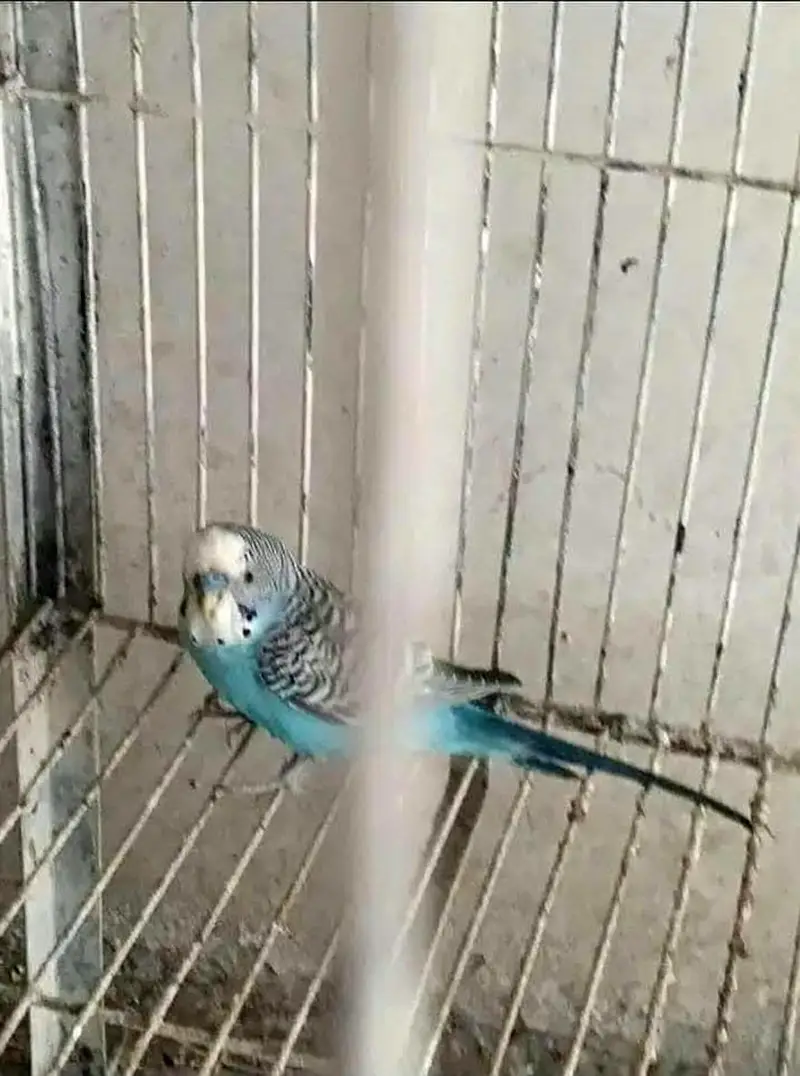 2 budgies male available for sale — photo 3