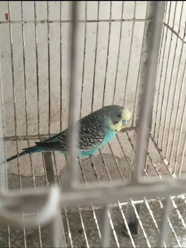 2 budgies male available for sale — photo 4