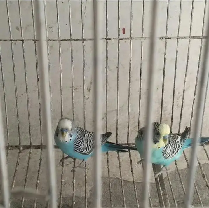2 budgies male available for sale — photo 5