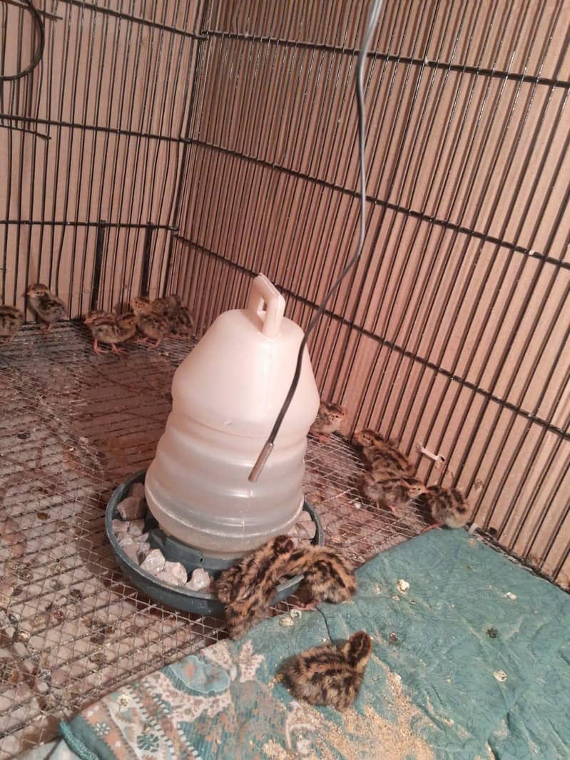 Batair chicks 0