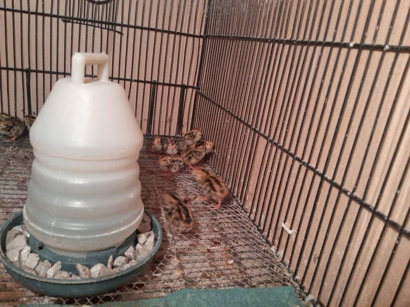 Batair chicks 1