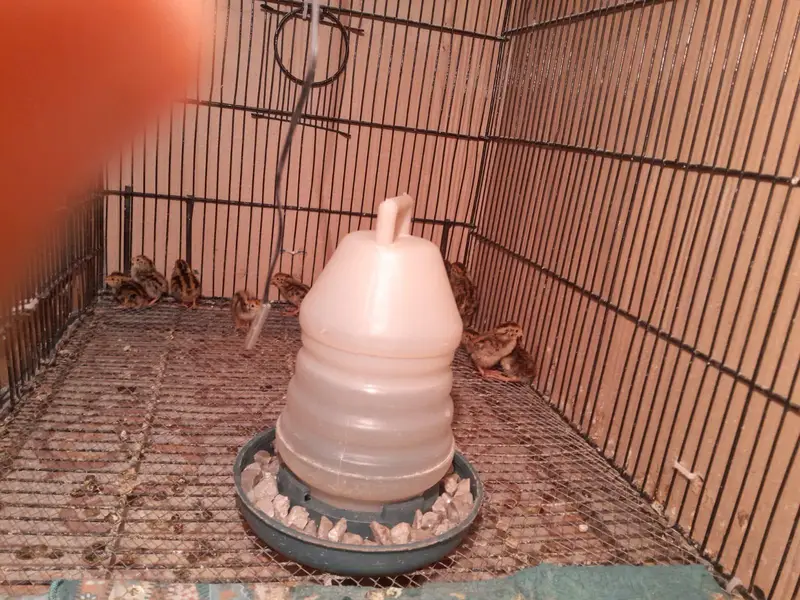 Batair chicks — photo 3