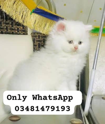 Persian cat 2month vaccinated