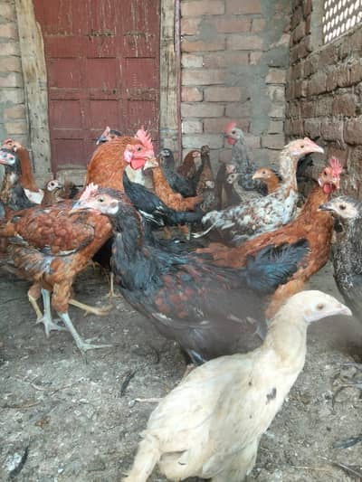 5 Murgy h 25 murgia h Sath sale krni h