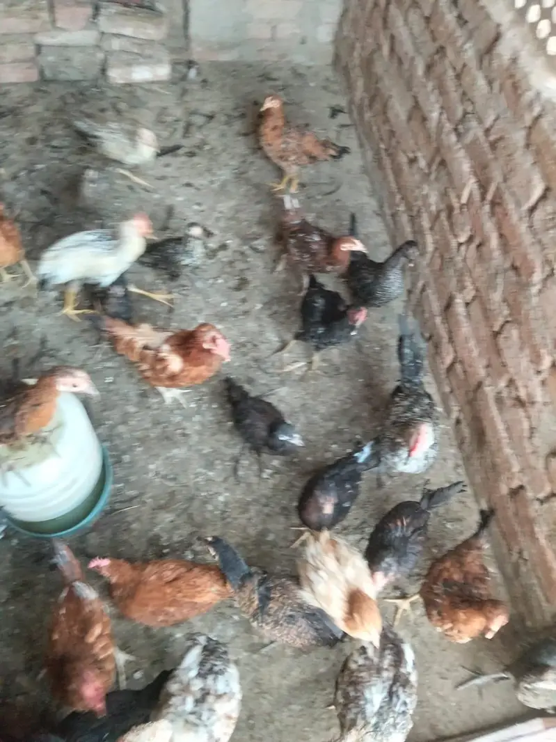 5 Murgy h 25 murgia h Sath sale krni h — photo 2