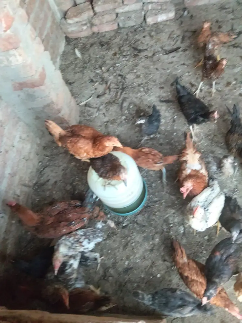5 Murgy h 25 murgia h Sath sale krni h — photo 3