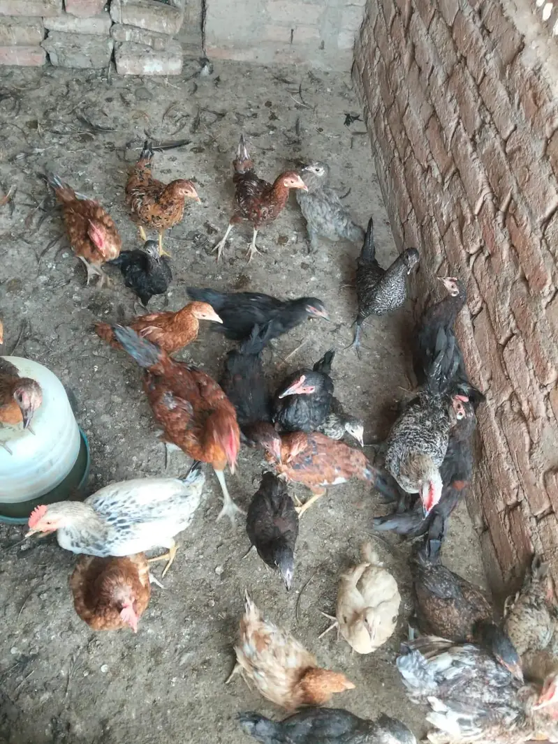 5 Murgy h 25 murgia h Sath sale krni h — photo 4