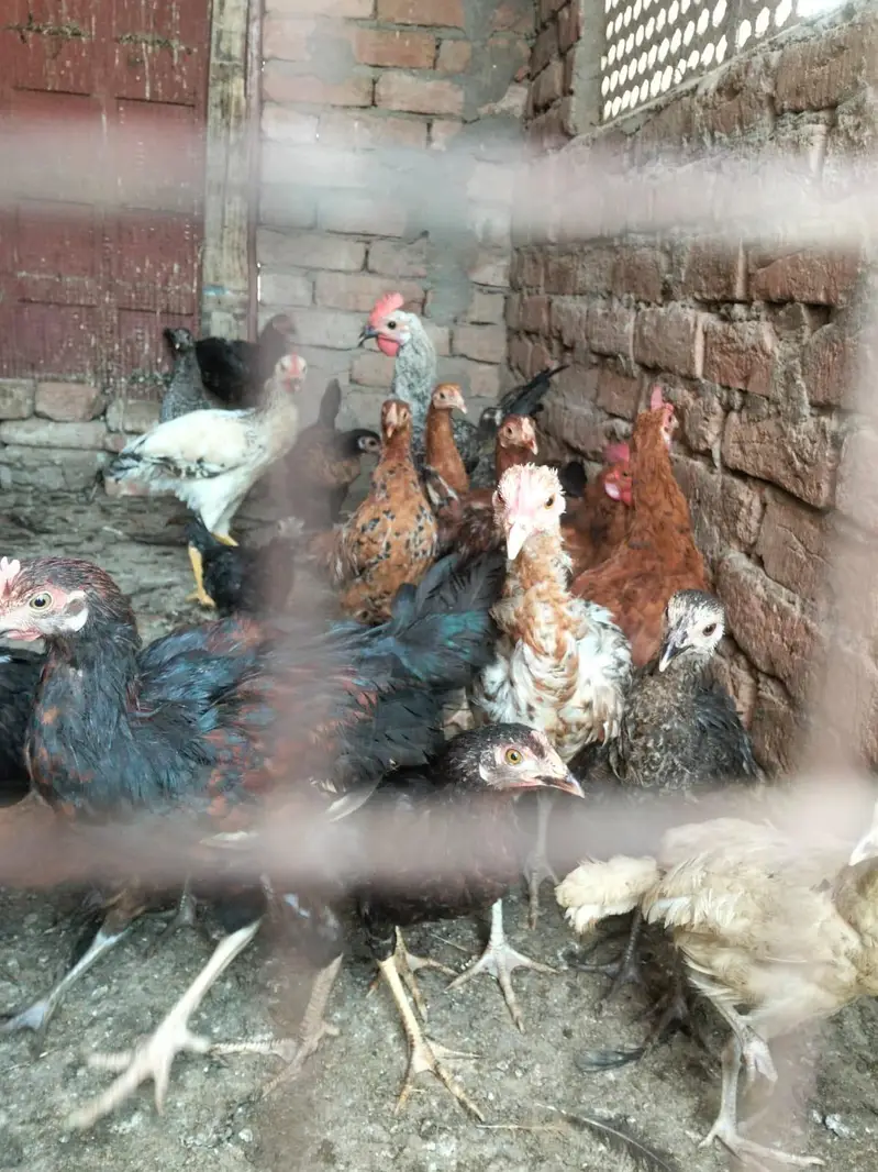 5 Murgy h 25 murgia h Sath sale krni h — photo 5