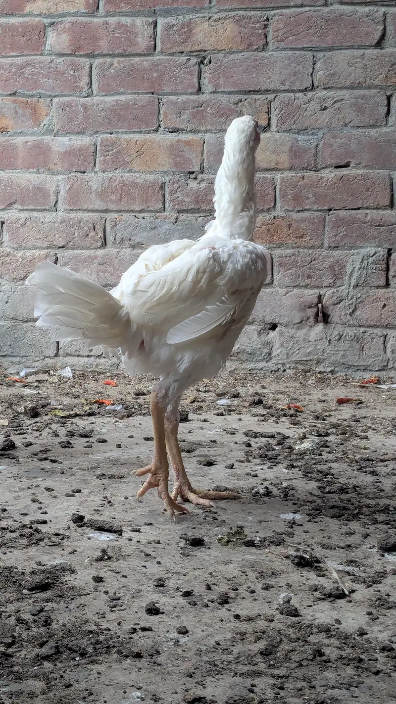 Aseel Heera pair — photo 2