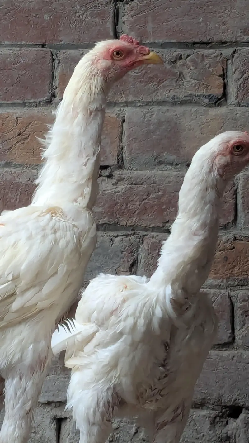 Aseel Heera pair — photo 3
