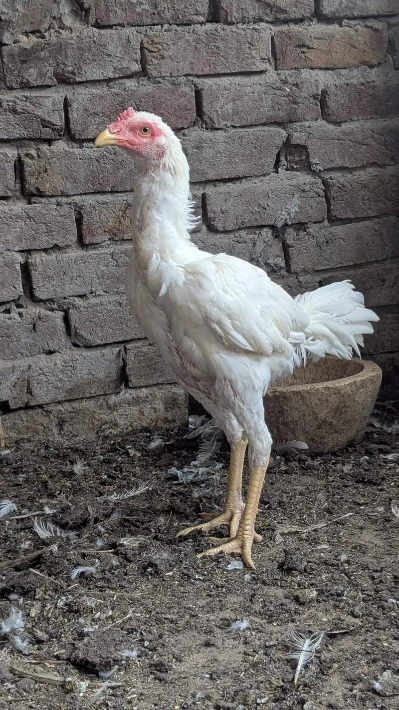 Aseel Heera pair — photo 4