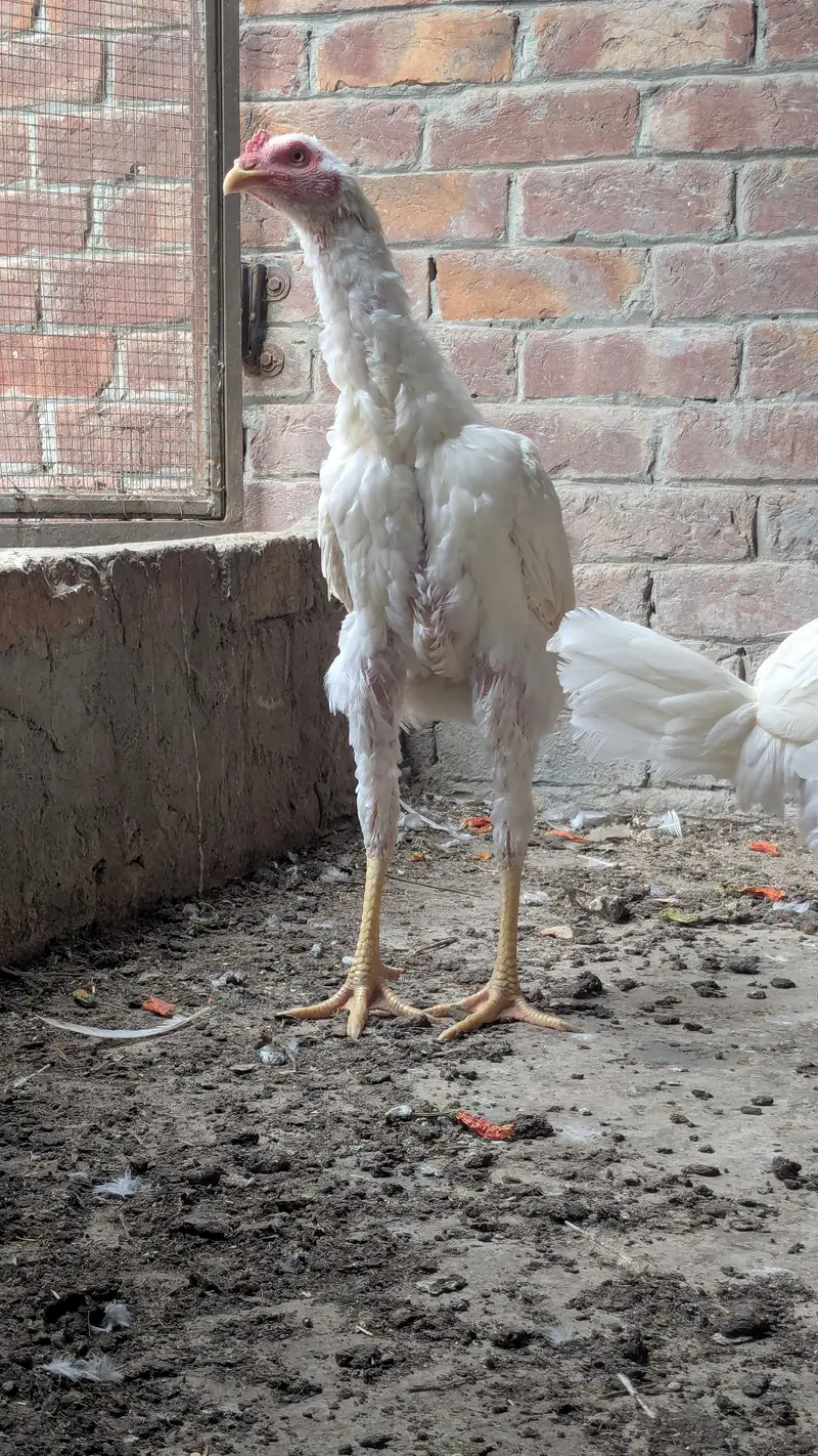 Aseel Heera pair — photo 5