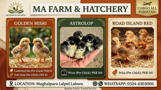 Golden misri chicks / Australorp/ rir / days old chicks