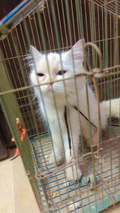 Beautiful white female cat for sale - 11 months old