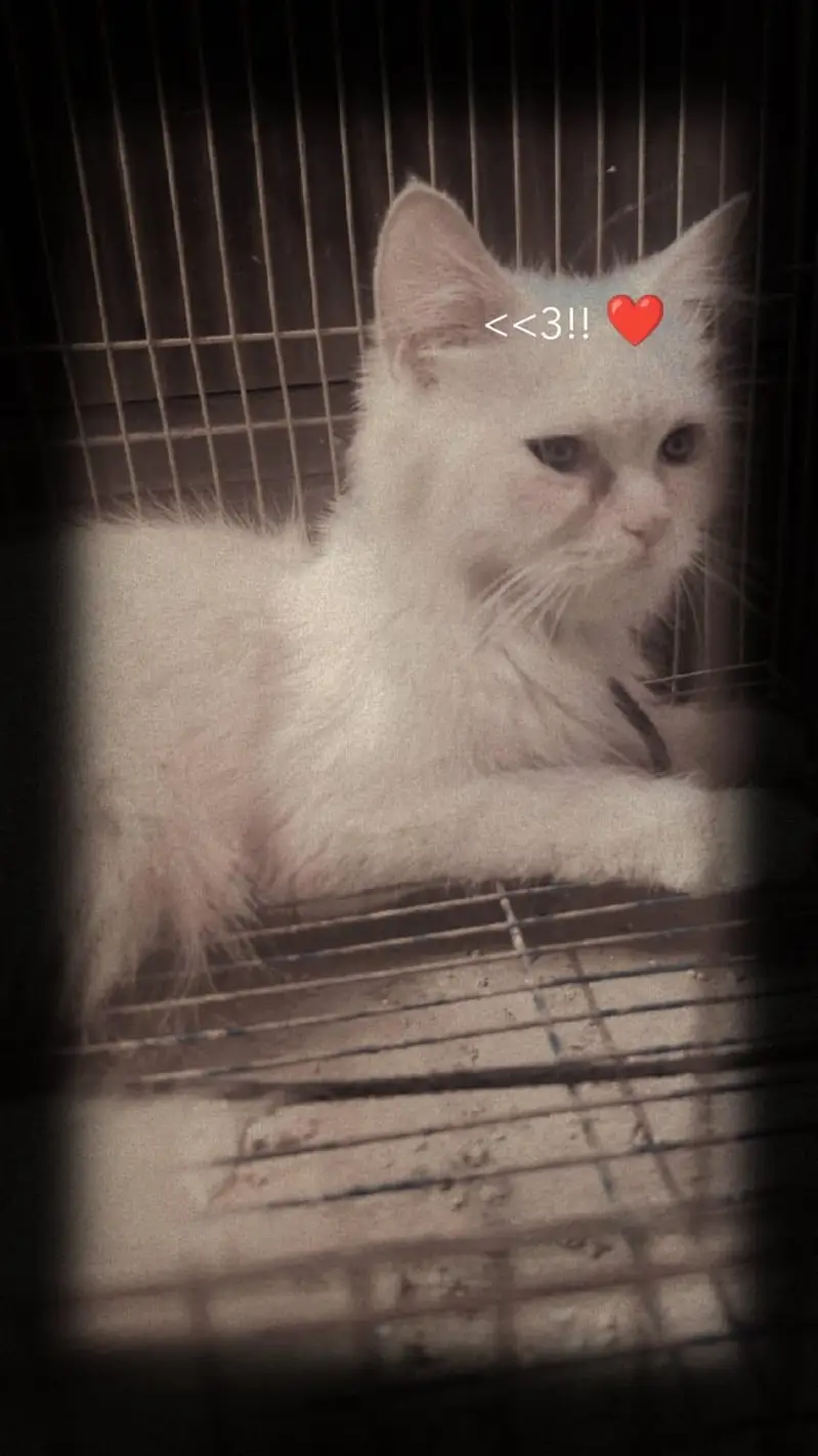 Beautiful white female cat for sale - 11 months old — photo 2