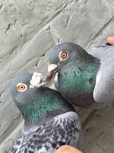 Qasid Kabootar Breeder Pair For Sale