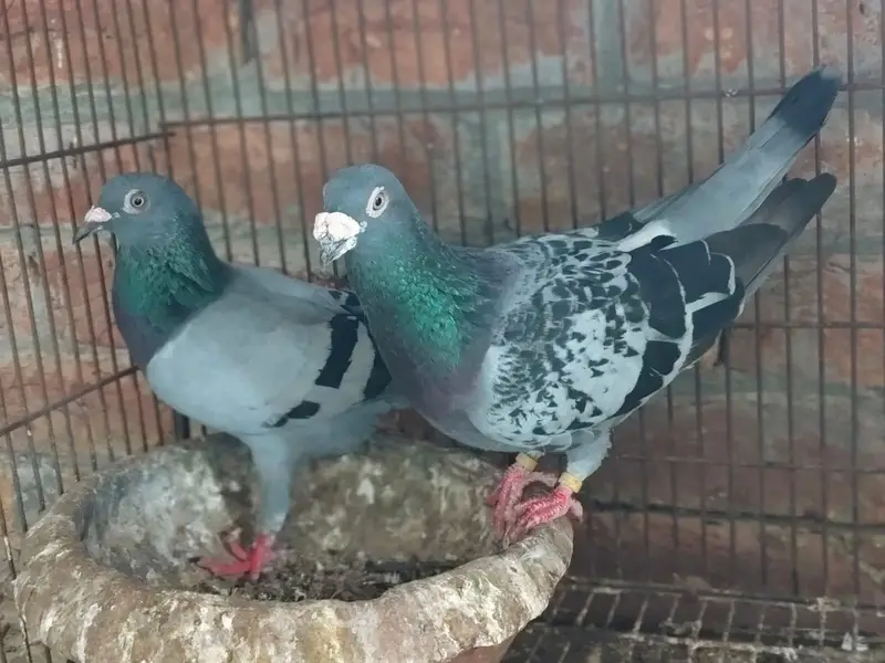 Qasid Kabootar Breeder Pair For Sale — photo 2