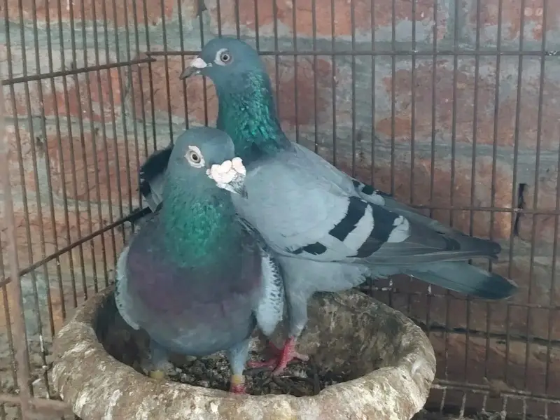 Qasid Kabootar Breeder Pair For Sale — photo 3