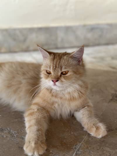 Brown female Persian cat for sale